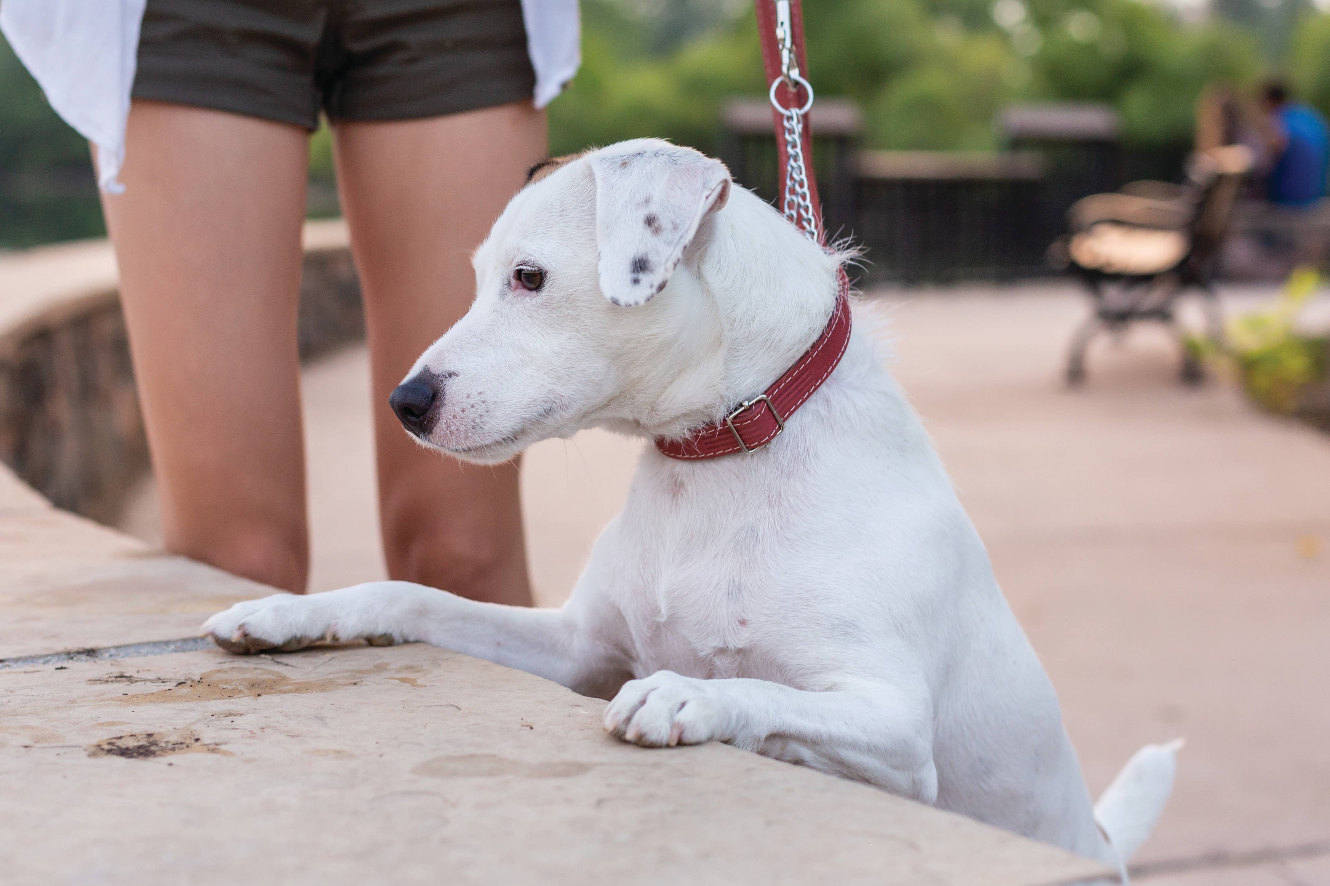 Euro-Dog Collars and Leads - Wholesale Pet Collar - Dog -  Pro Line Leather Dog Collar Martingale Style Soft 11