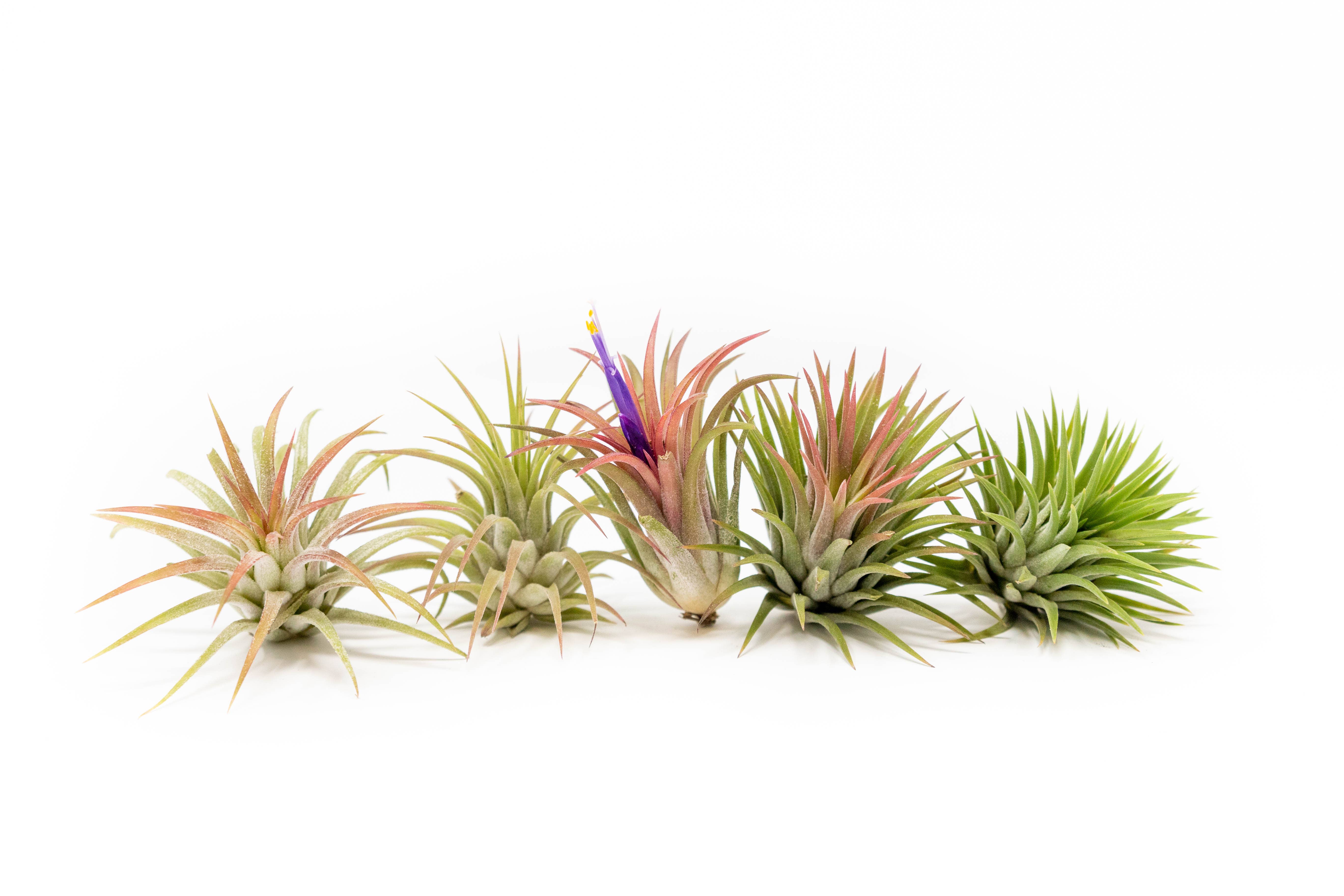 Air Plant Shop - Wholesale Live Plant - Tillandsia Ionantha Mexican Air Plants2