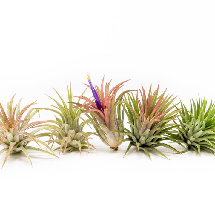 Air Plant Shop - Wholesale Live Plant - Tillandsia Ionantha Mexican Air Plants2
