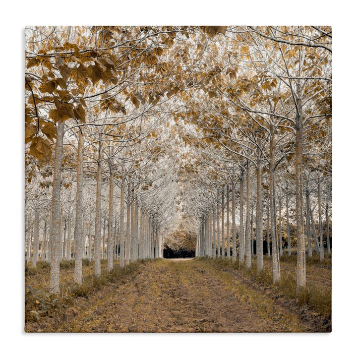 White Gold Birch Grove Canvas for wholesale by Stupell Industries