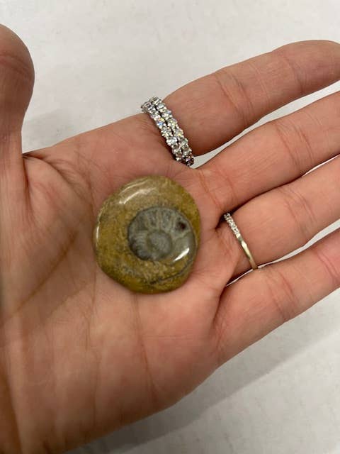 Casablanca Exports - Vendita all'ingrosso Pietra/cristallo spirituale - Bottoni di ammonite1