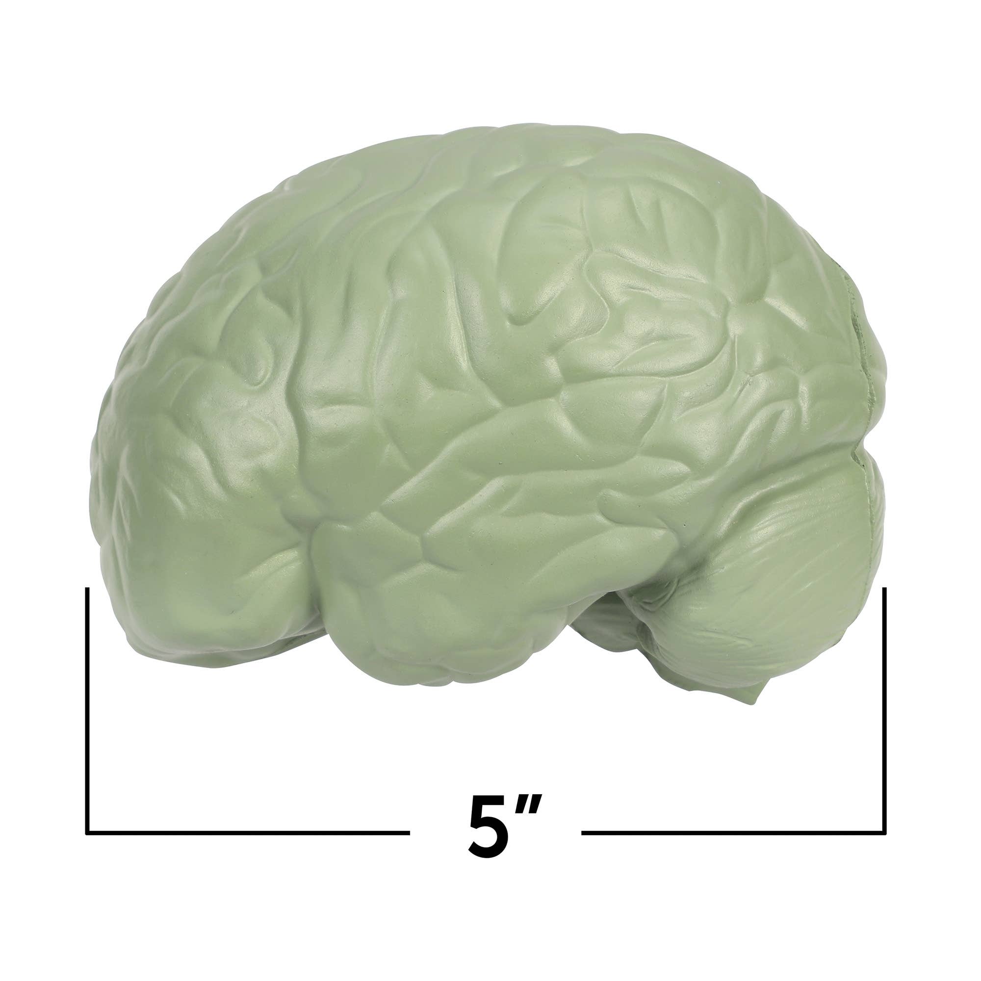 Learning Resources - Wholesale Toy Set - Kids - Cross-Section Human Brain Model0