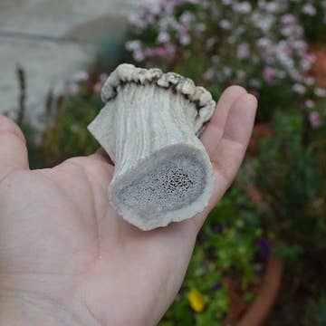 QT Dog, LLC - Wholesale Pet Chew Toy - Dog - Antlerz