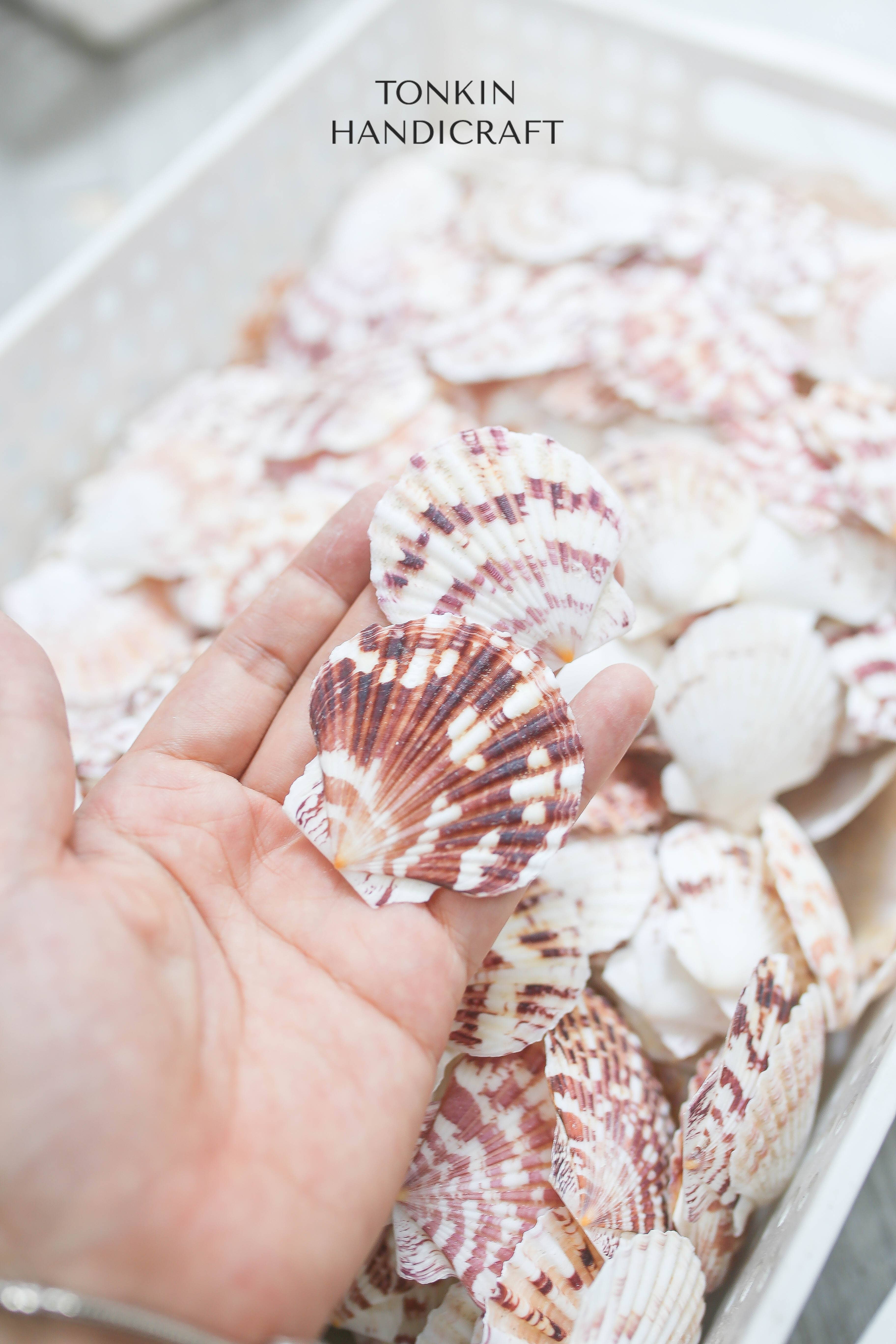 Tonkin Handicraft - Wholesale Decorative Tabletop Object - Natural Scallop Shells4