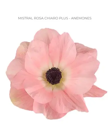 Florasource - Wholesale Fresh Cut Flowers - Anemone Peach Mistral Rosa Chiaro 60/120 stems0