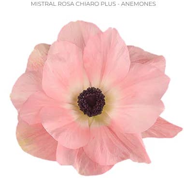 Florasource - Wholesale Fresh Cut Flowers - Anemone Peach Mistral Rosa Chiaro 60/120 stems