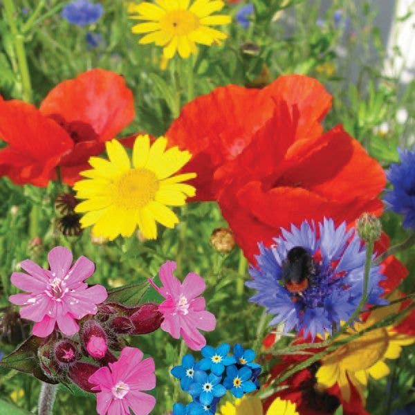 Shroot: Kabloom Seedboms - Wholesale Plant Seeds - Urban Bloomer Seedbom - CDU Pack - Wildflowers for Insects4