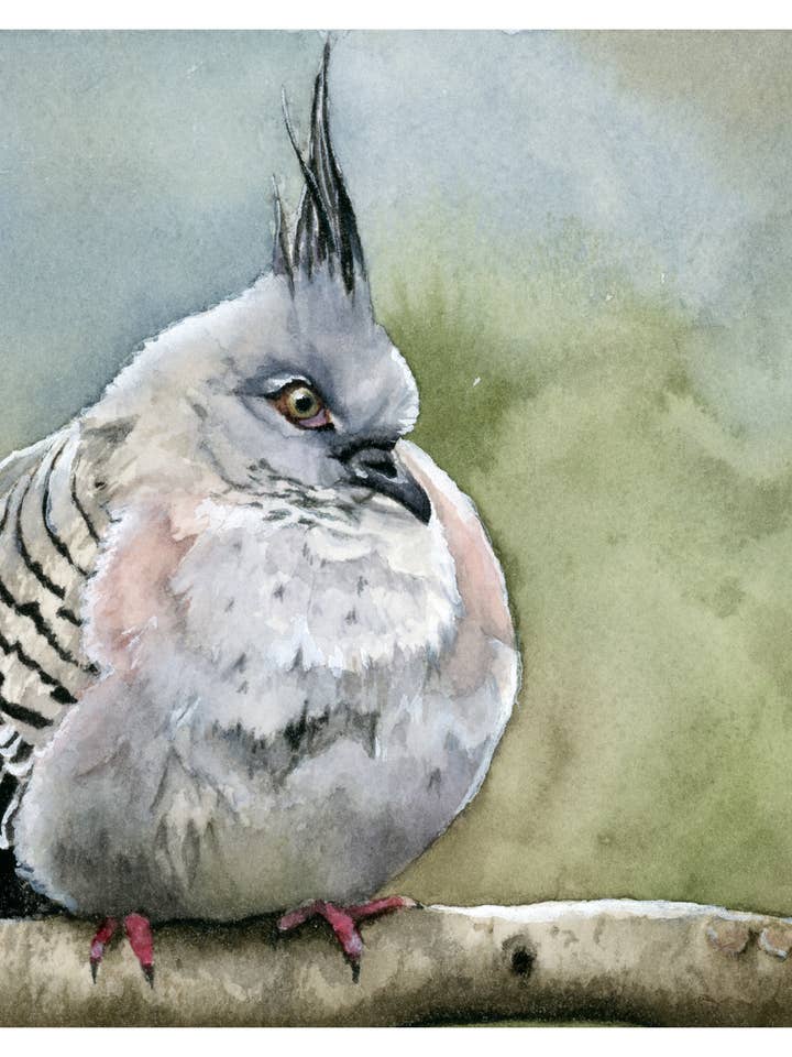 Stampa d'Arte Piccione Paffuto – Arte Acquerello Uccello Fantasioso per la vendita all'ingrosso da parte di Art by Emma Lian