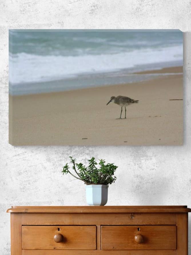 Fishin' Buddy - Canvas print a Sand Piper for wholesale by Sherry Pfeifle Studio