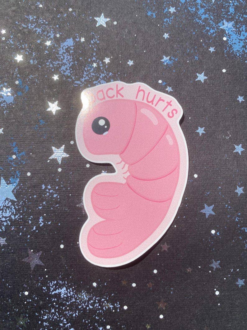 AstroManatee Shop - Wholesale Sticker - Shrimp Back Hurts 2.5” Waterproof Sticker1