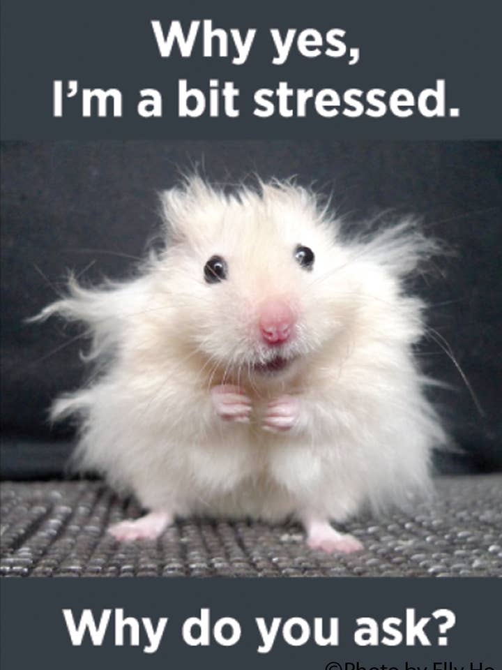 Magnet-Why yes, I'm a bit stressed. Why do you ask? for wholesale by Ephemera