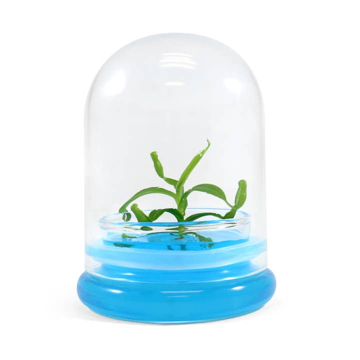 bloomify - Wholesale Live Plant - Miniature Pitcher Plant Terrarium, Nepenthes Tobaica, Hairy Pitfall Traps, Carnivorous Species3