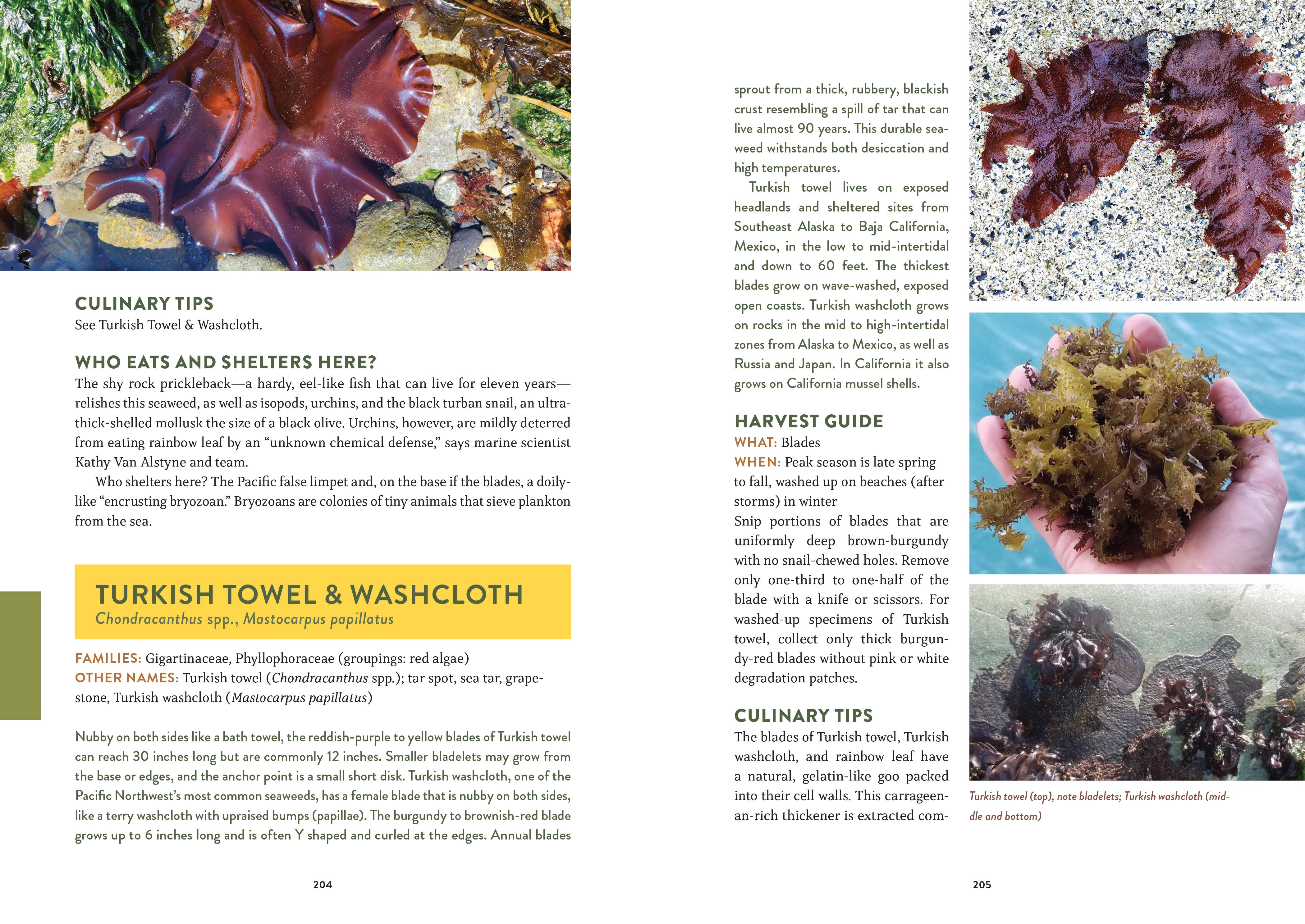 Mountaineers Books - Wholesale Nature & Outdoors - Pacific Harvest: A Northwest Coast Foraging Guide4