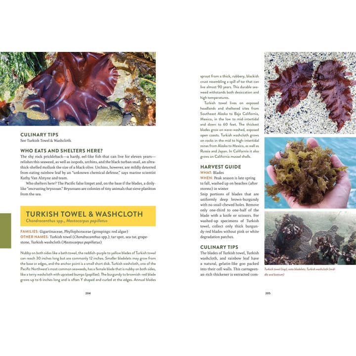 Mountaineers Books - Wholesale Nature & Outdoors - Pacific Harvest: A Northwest Coast Foraging Guide4
