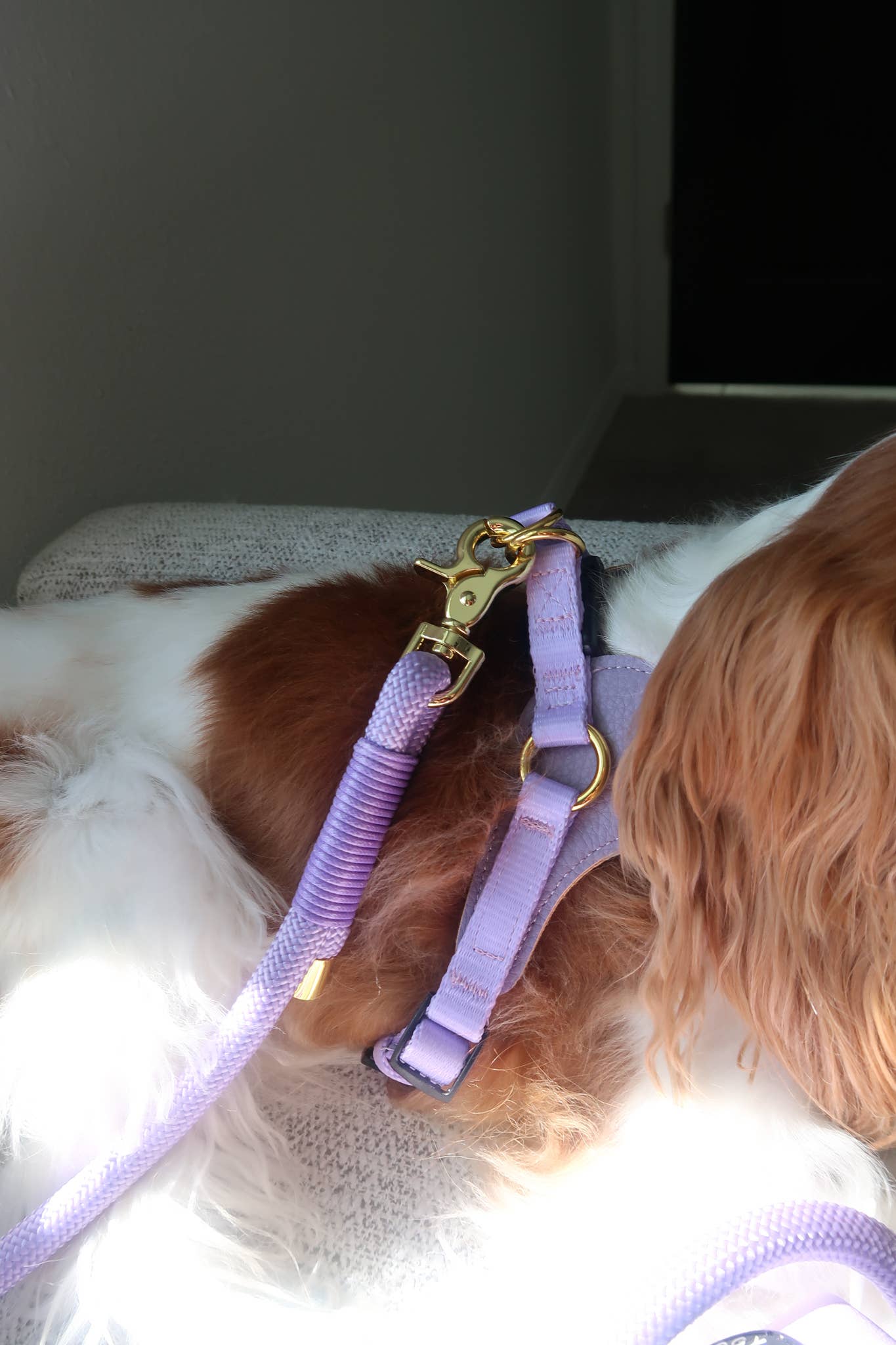 Cavology - Wholesale Pet Harness - Dog - DOG HARNESS EASY-O STEP IN LAVENDER1