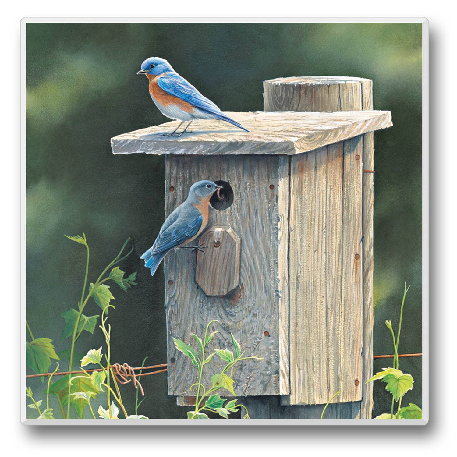 CounterArt/Highland Home/Thirstystone – Großhandel Verkaufsdisplay – Wohnen – Take Flight Einzeluntersetzer-Display, vorverpackt6