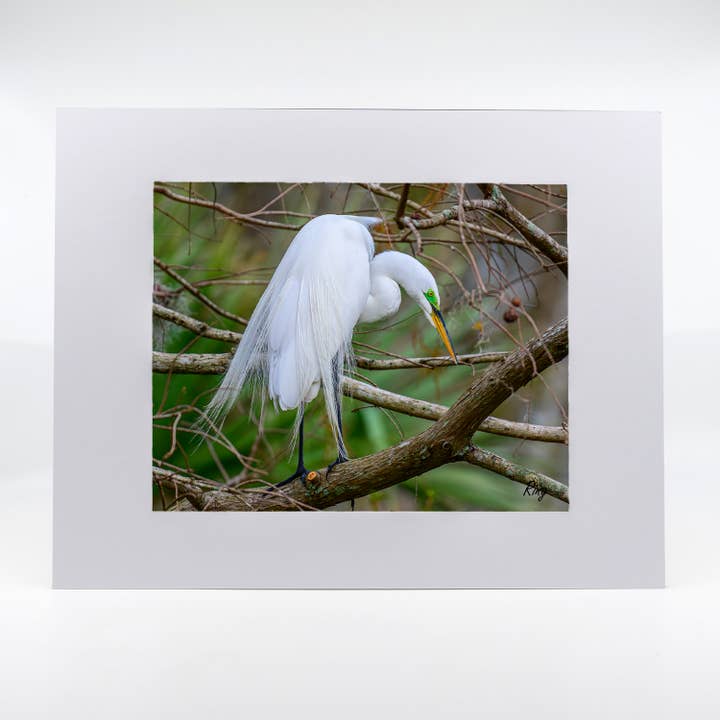 Artwork-Great Egret 8 for wholesale by Mike Ring Photography