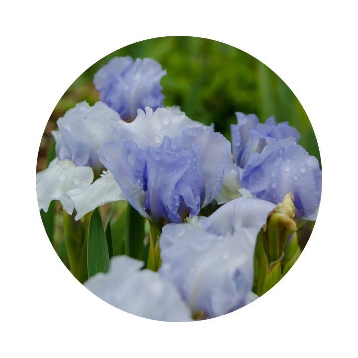 L'Atelier 100BON - Vente Parfum/Eau de toilette - Mirage du Désert (Boisé Doux) - Eau de Toilette - 30ml4