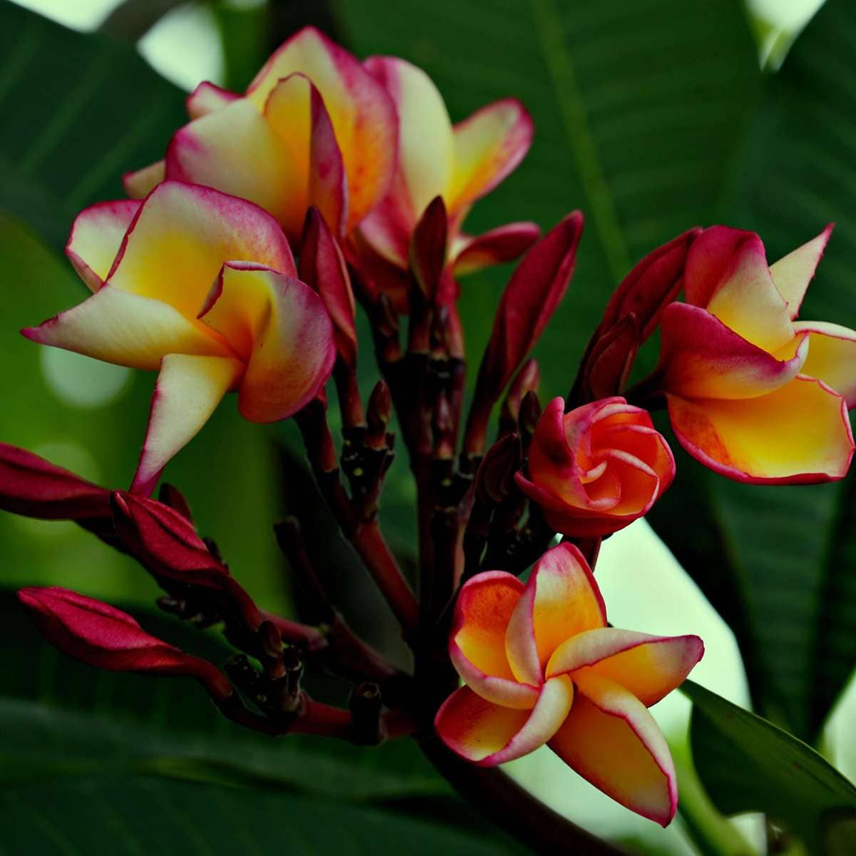 Oasis of Life - Vendita all'ingrosso Piante vive - Palma delle Hawaii Frangipani – Plumeria rubra – Altezza 45–55cm – Ø17cm – Pianta tropicale con fiori profumati – Albero del tempio – Pianta d'appartamento esotica per luoghi soleggiati9