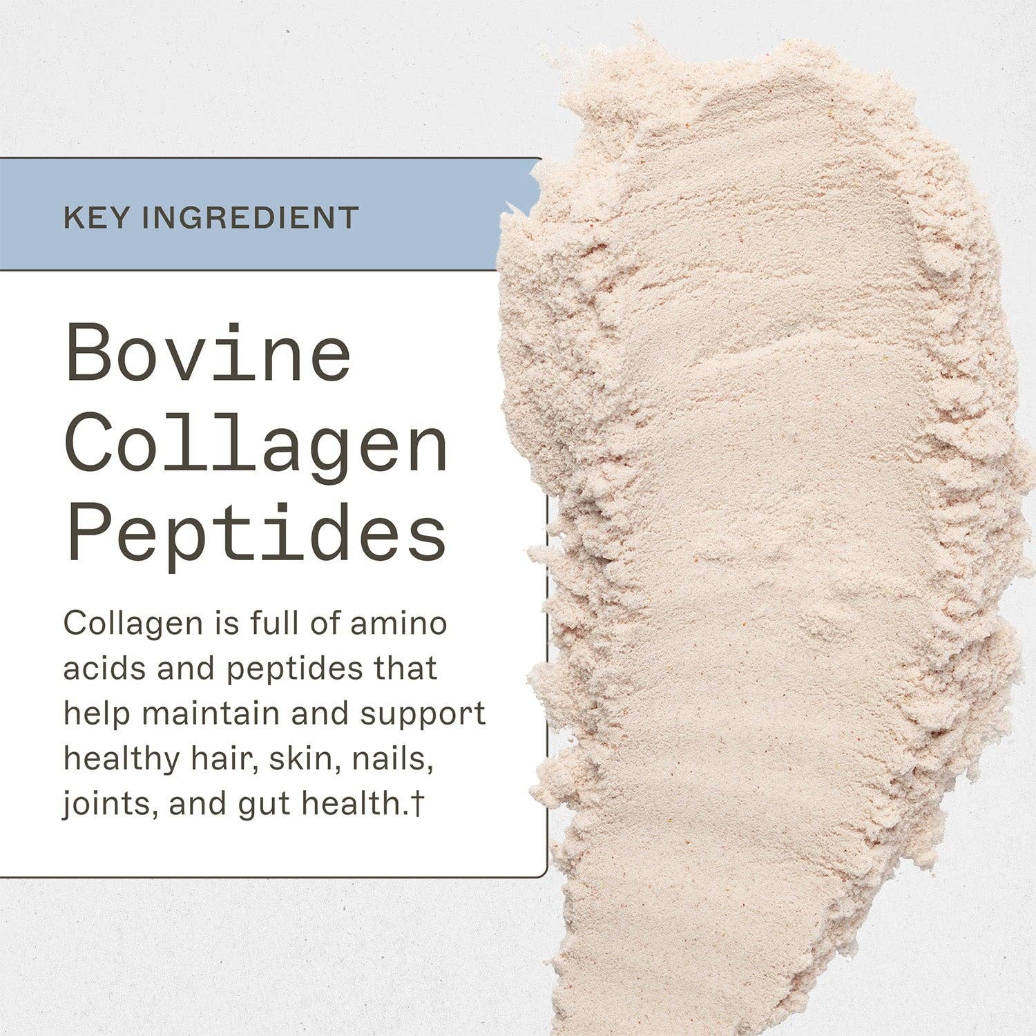 AMMD™ by Amy Myers MD® – wholesale Protein/superfood powder – Paleo Protein - Strawberries & Cream3