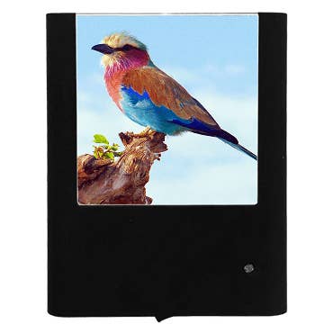 Rollvogel für den Großhandel von Nightlight Studio