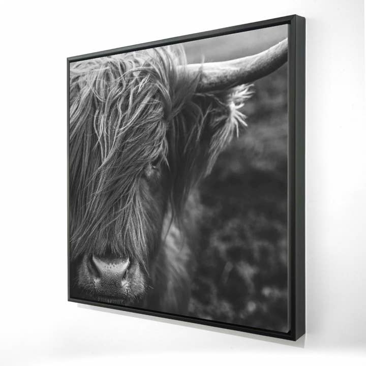 Impression sur toile Monochrome Portrait Highland Vache, 48 « x48" - 20814848PH1-1-CR pour la vente par BEGIN HOME DECOR