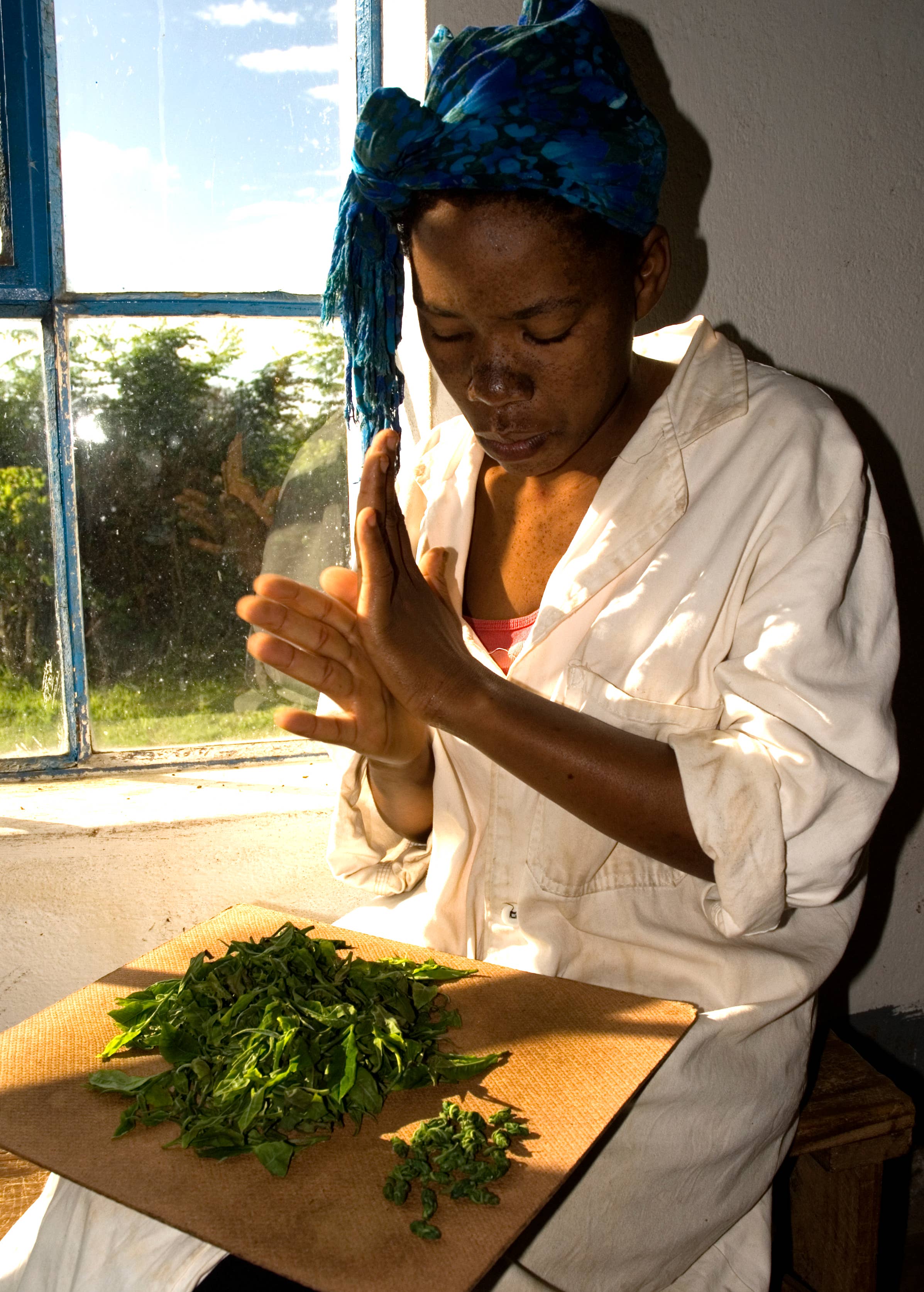 Tea Rebellion – Großhandel Loser Tee – Zomba Pearls - Weißer Tee | Lose aus Malawi | 40 g2