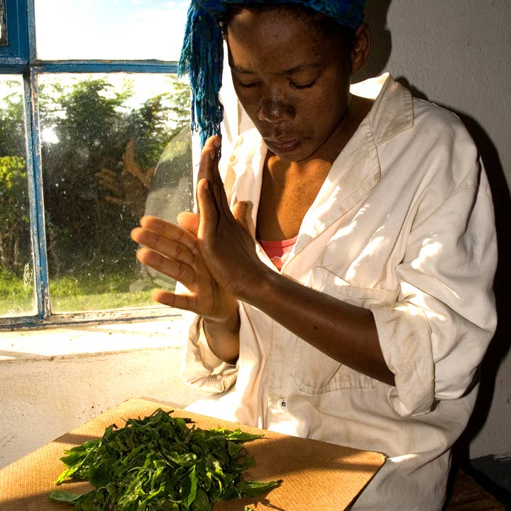 Tea Rebellion – Großhandel Loser Tee – Zomba Pearls - Weißer Tee | Lose aus Malawi | 40 g2