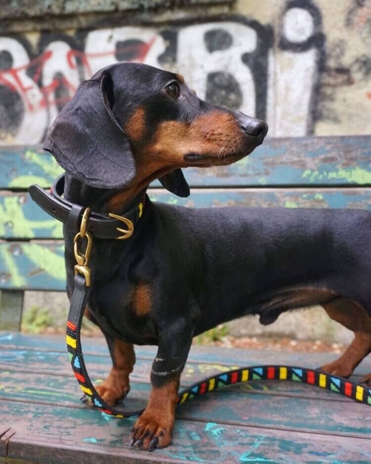 Dachshund Couture - Vente Collier – chien - Collier pour chien africain Monaco3