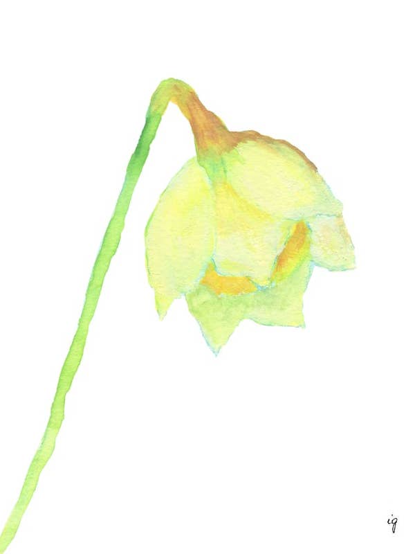 Primeiro narciso por atacado de SAS {Seattle Art Studio}
