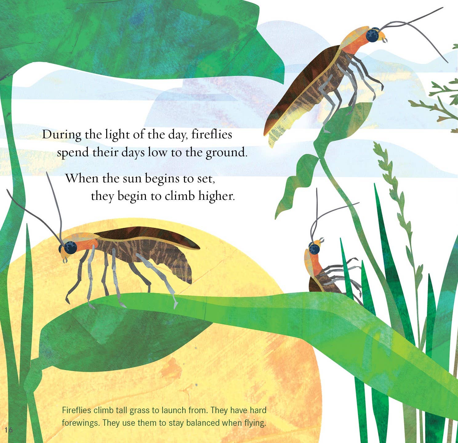 Sleeping Bear Press - Wholesale Book - Kids - Light the Sky, Firefly! Picture Book6
