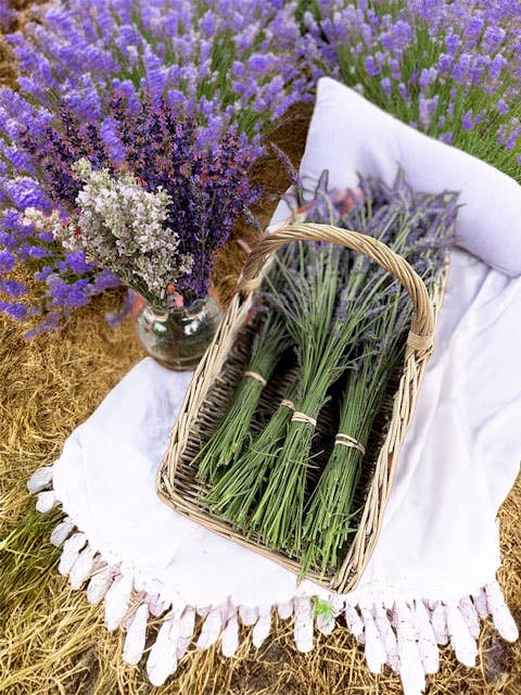 Dried Phenomenal Lavender Bundles for wholesale by Lavender Queen Lavender Farm Inc.