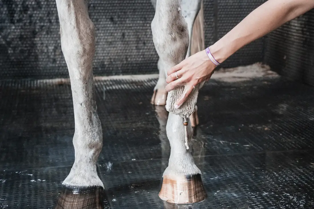 Horse Soap Frenky Lewis - Wholesale Horse Conditioner/Grooming Aid - Natural Horse Shampoo Bar Scrub & Shine4