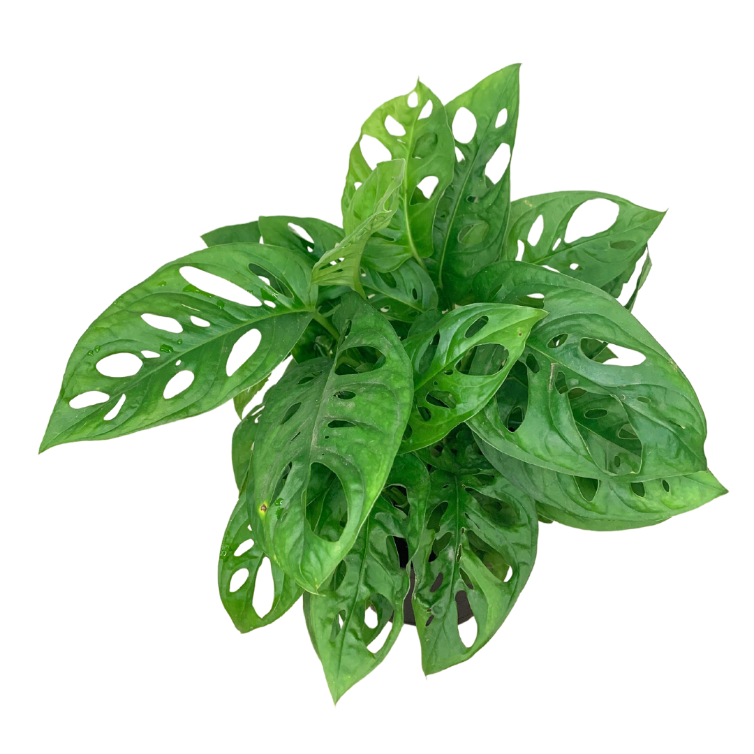 Flow State - Vente Plante - Plante à fromage suisse de 4" (Monstera adansonii) – Plante d'intérieur vivante3