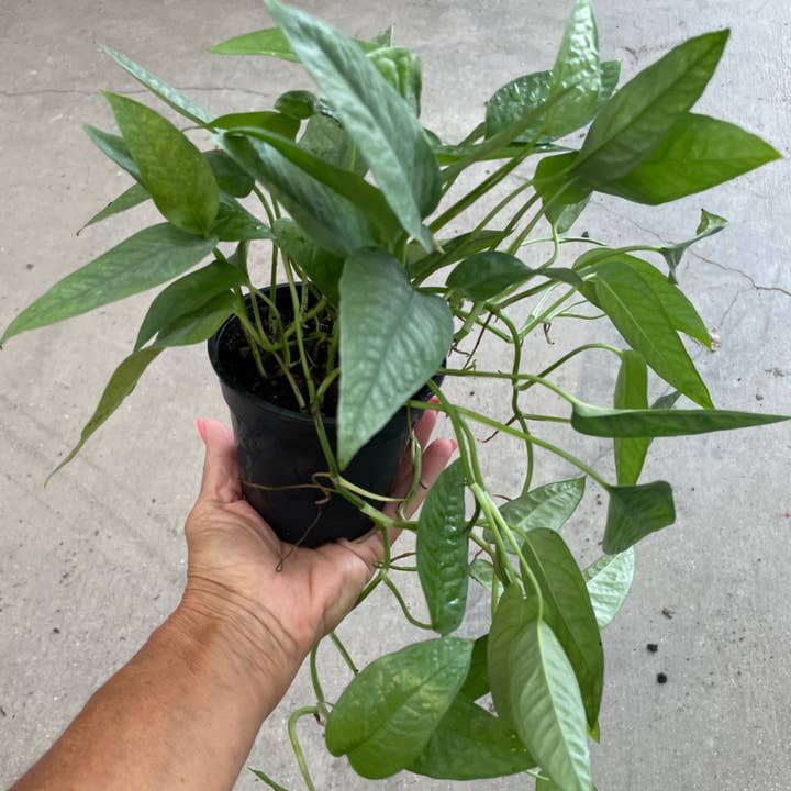 Pothos Cebu, 4 po, bleu pour la vente par Triad Plants