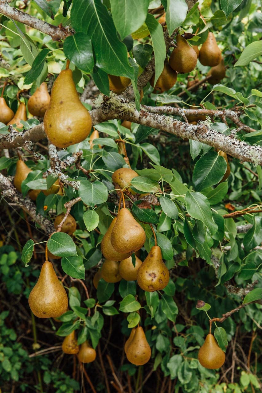 Girl Meets Dirt - Wholesale Preserves - Orange Peppered Pear Spoon Preserves 7.75oz4