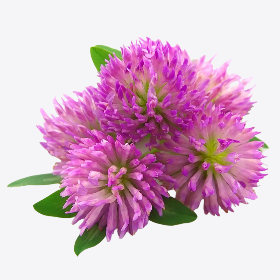 Herb To Body - Wholesale Herbs - Red Clover Tops C/S2