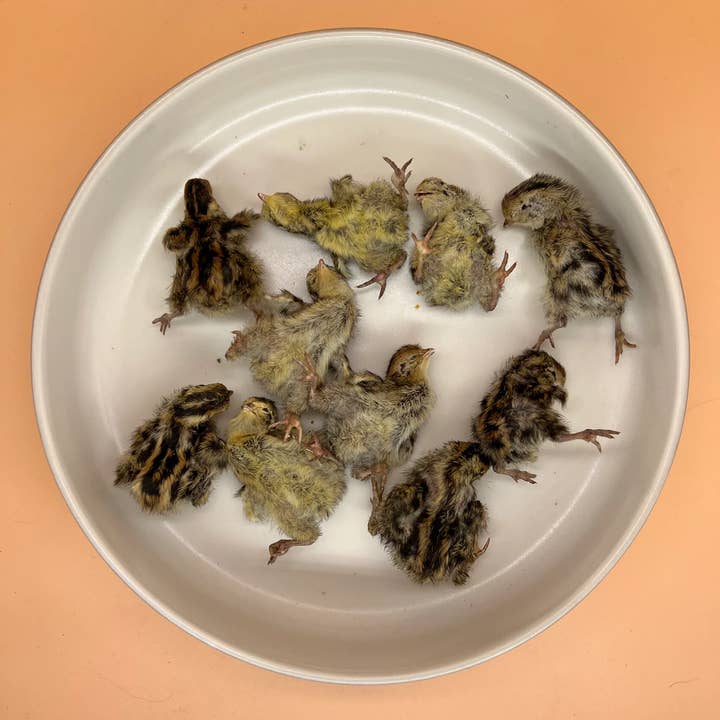 Lonestar Dog Treats - Wholesale Pet Treats - Dog - Quail Hatchlings