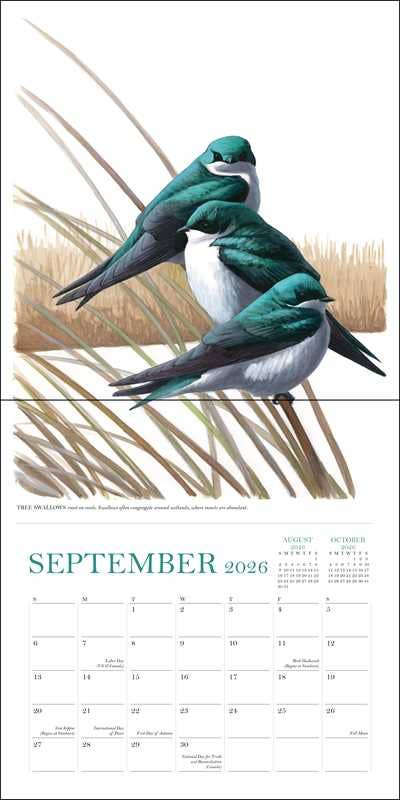 Simon & Schuster - Wholesale Calendar - Sibley's Birds of North America 2026 Wall Calendar by David Allen Sibley3