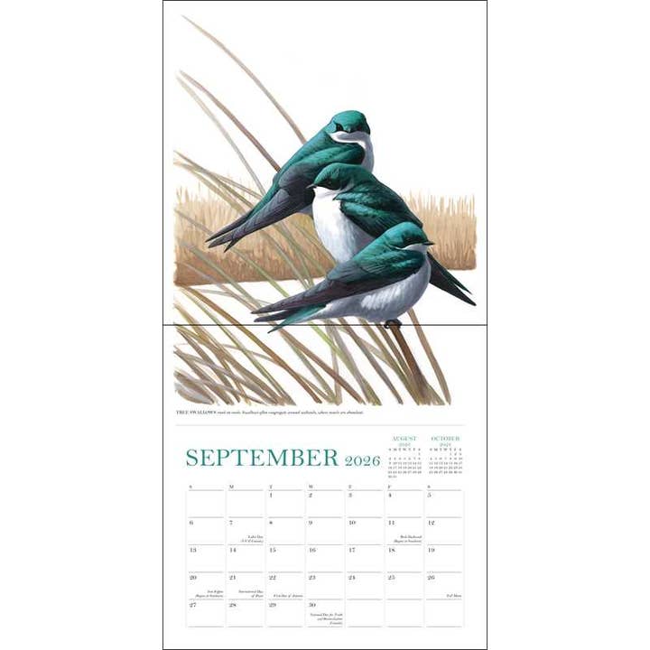 Simon & Schuster - Wholesale Calendar - Sibley's Birds of North America 2026 Wall Calendar by David Allen Sibley3
