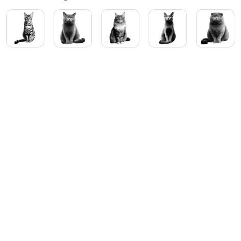 Purrfect Friends - Vente Tote bag – unisexe - Sac de courses - Motifs de races de chats3