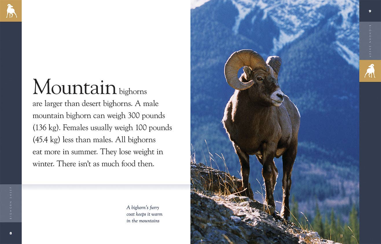 The Creative Company – wholesale Nature & outdoors book – Amazing Animals (2014): Bighorn Sheep1