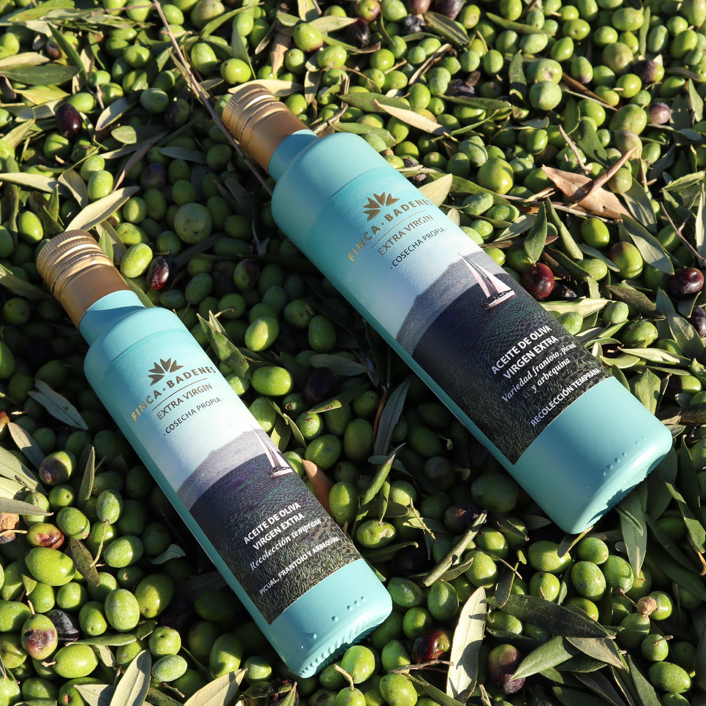 AIRES DE JAEN - Venta al por mayor Aceite de oliva - PACK 24 x 250ml AOVE Finca Badenes COUPAGE Cosecha Temprana3