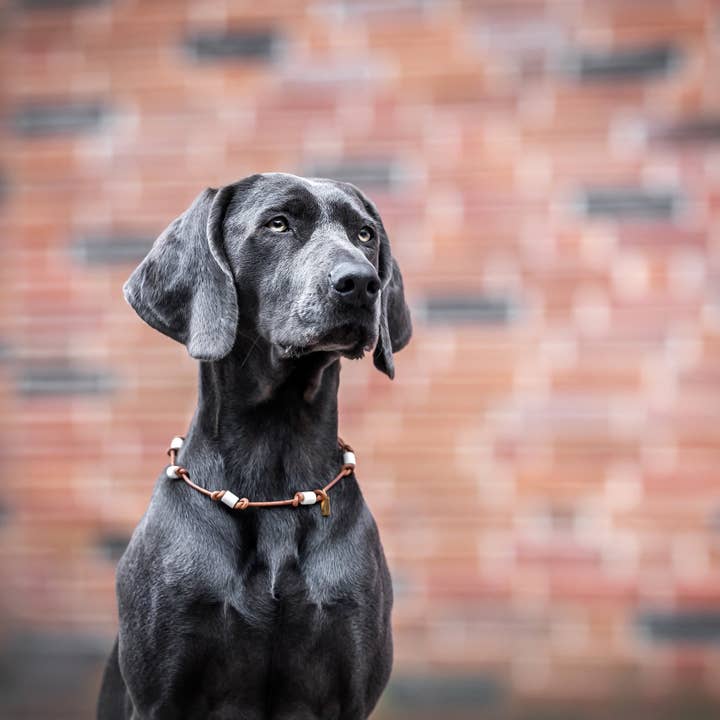 EM-keramisk læderarmbånd i cognac for engroshandel hos Lieblingspfote