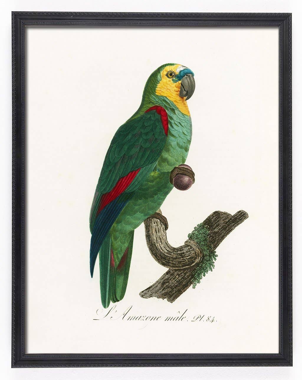 Capricorn Press - Wholesale Gallery wall set - Antique Parrot Print Set - set of 4, 8, or 124