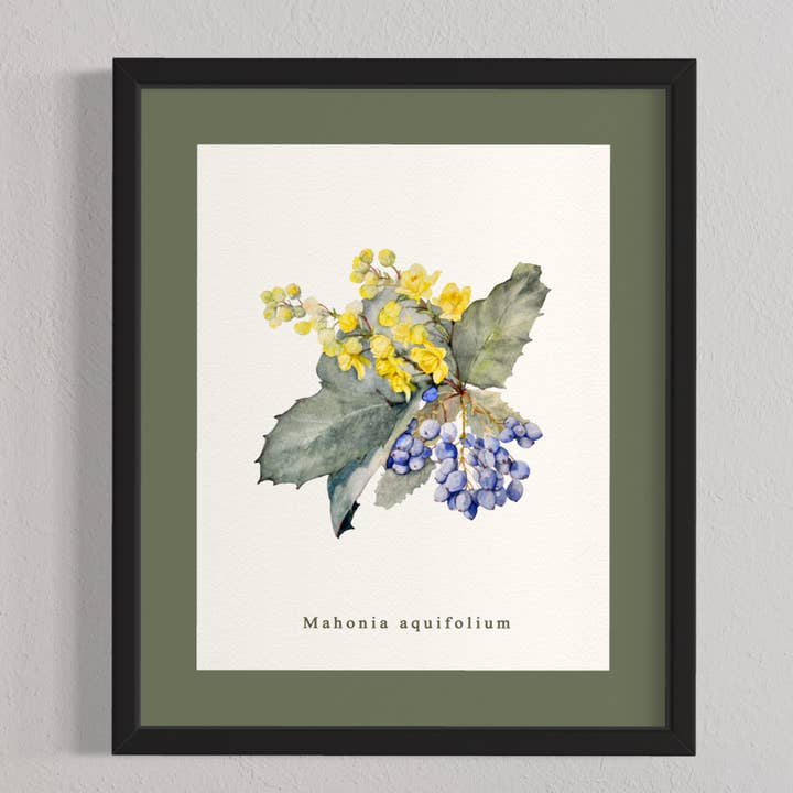 Oregon Grape Giclée-print, PNW-bloemen, botanische kunst voor wholesale door CMarie Northwest