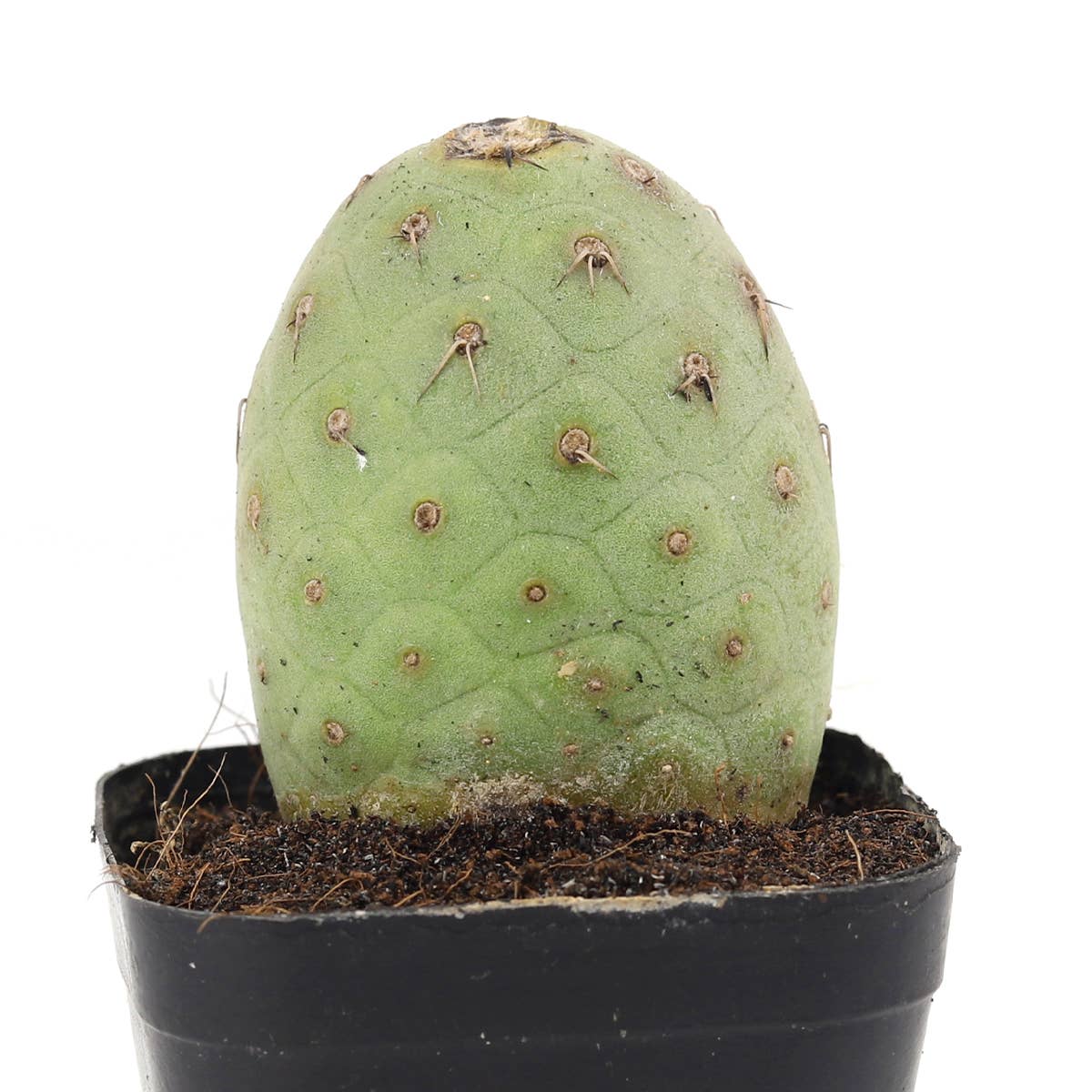Best Plant Friend - Wholesale Succulent - SUPER RARE Tephrocactus Geometricus 4" Holiday Cactus6