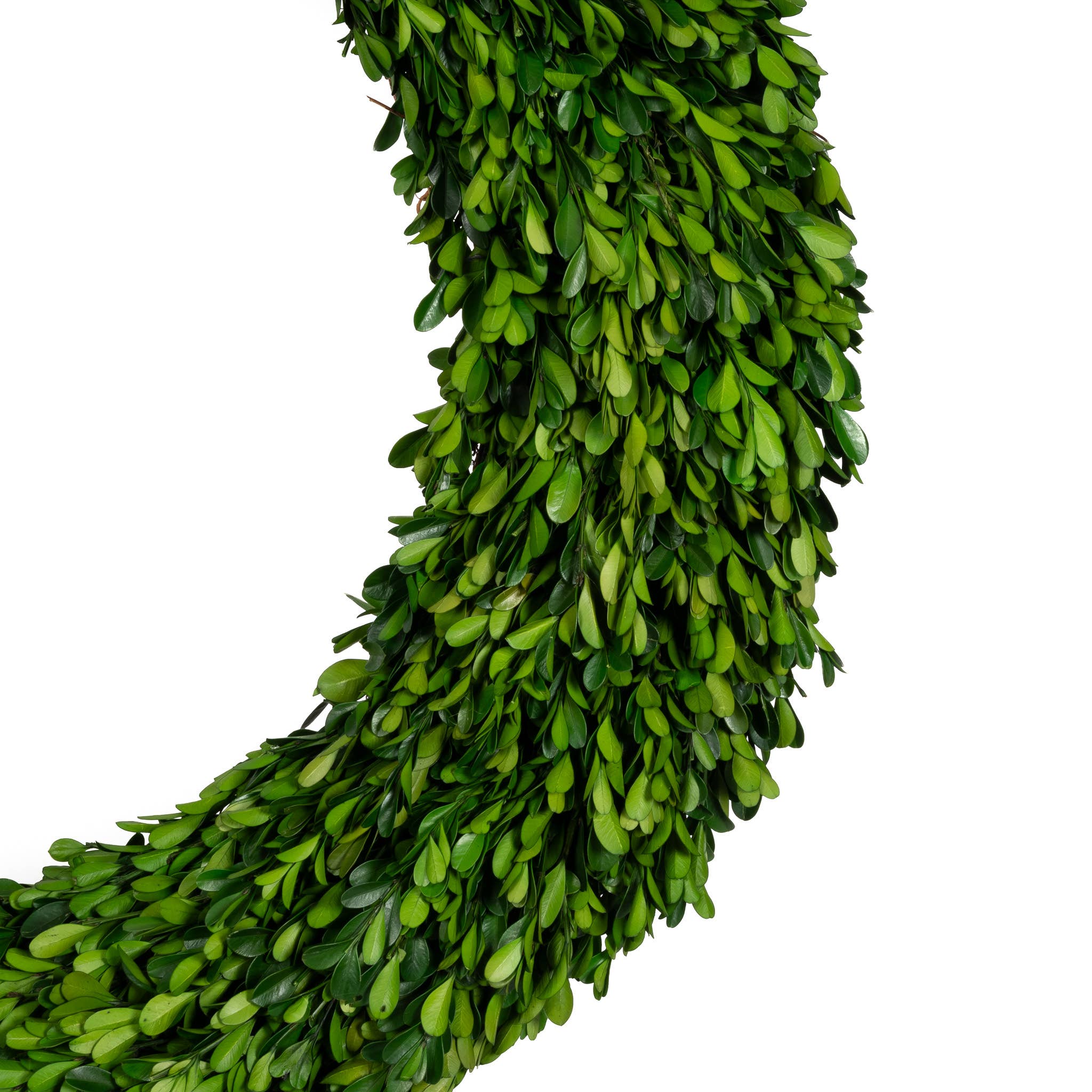 Mills Floral Company – wholesale Wreath – Preserved Boxwood Regal Wreath - 30 Inch2