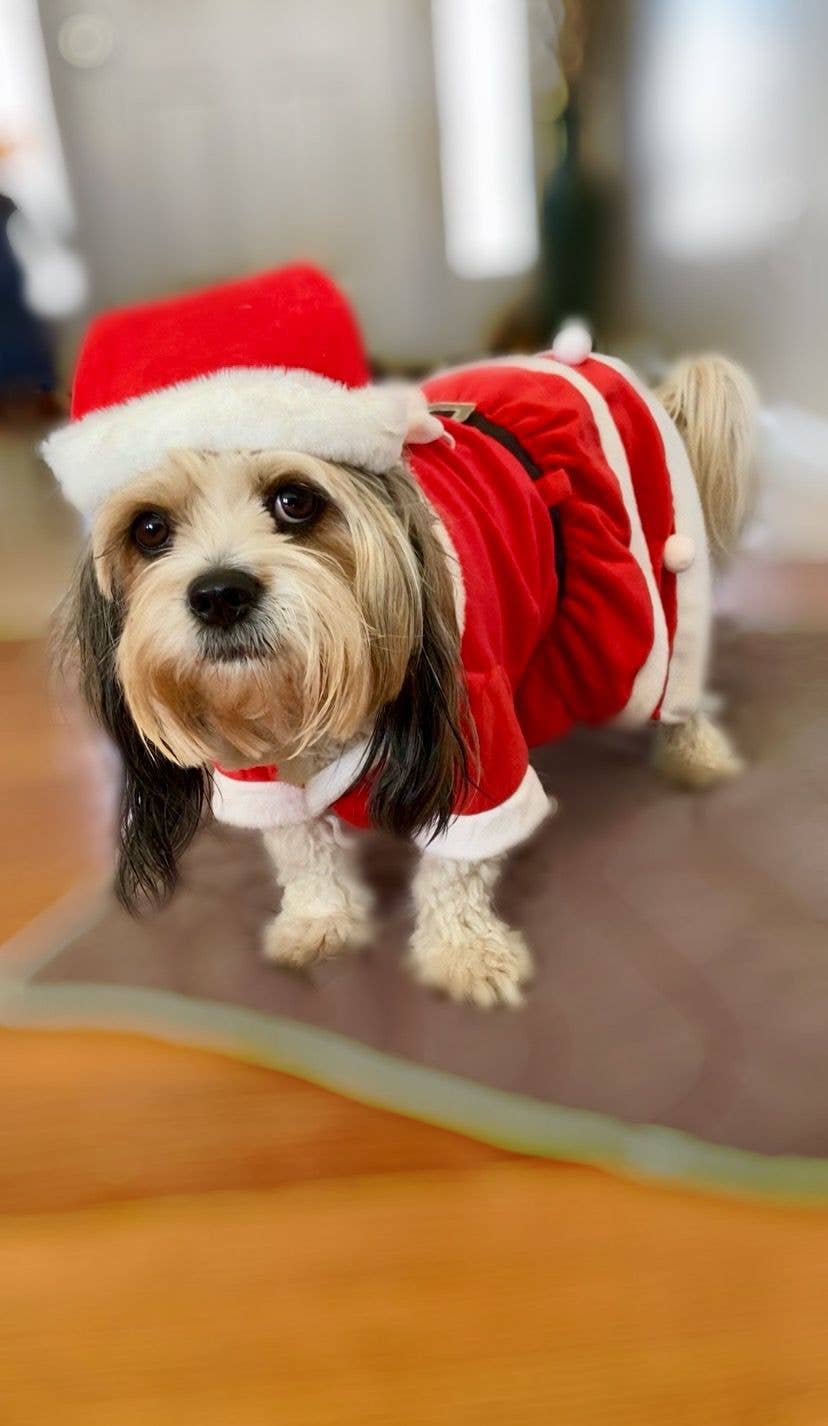 Show & Tail - Vendita all'ingrosso Costume da carnevale - Cani - Abbigliamento per animali - Il Papà Natale2