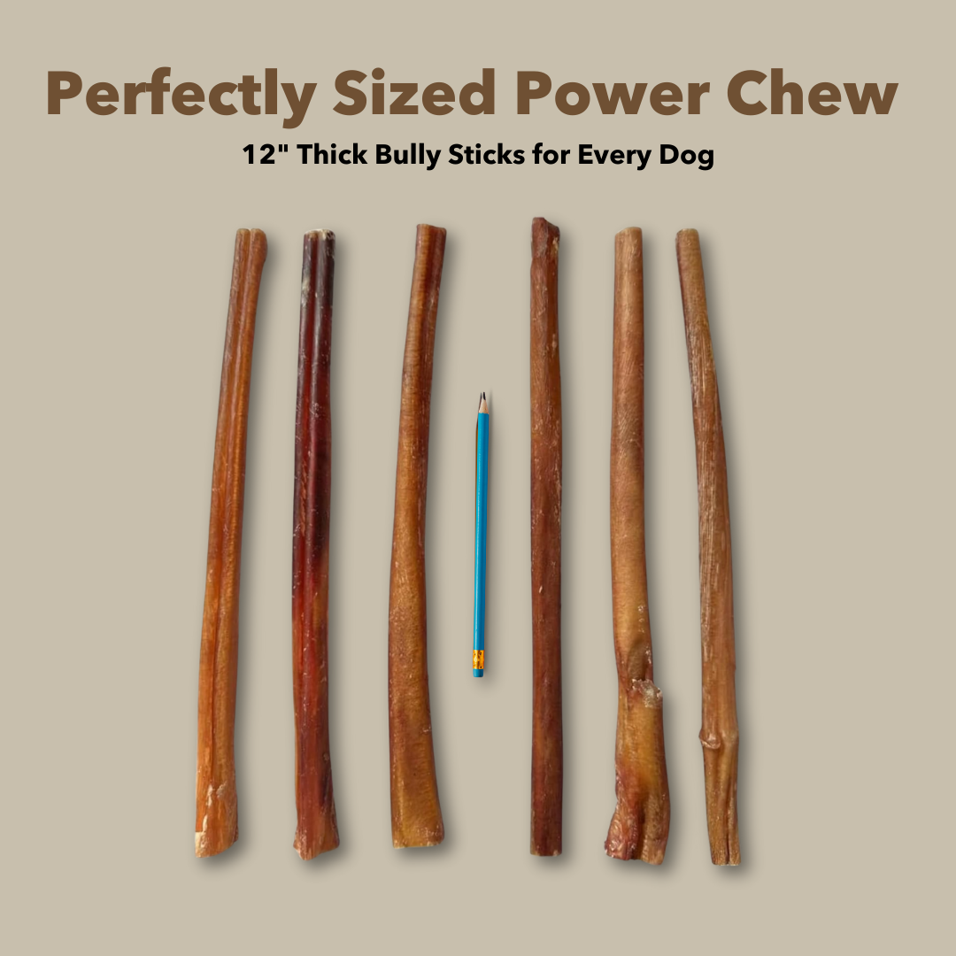 Mighty Chewz - Wholesale Pet Treats - Dog - 12" Thick Bulk Bully Sticks (Case Price: $3.33/Stick)4